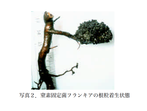 写真２．窒素固定菌フランキアの根粒着生状態　｜北海道農業研究センター研究資料 第62号（2003）