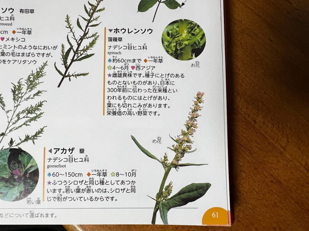 出典元：P.61 ナデシコのなかま　ヒユ科など｜学研の図鑑「植物」