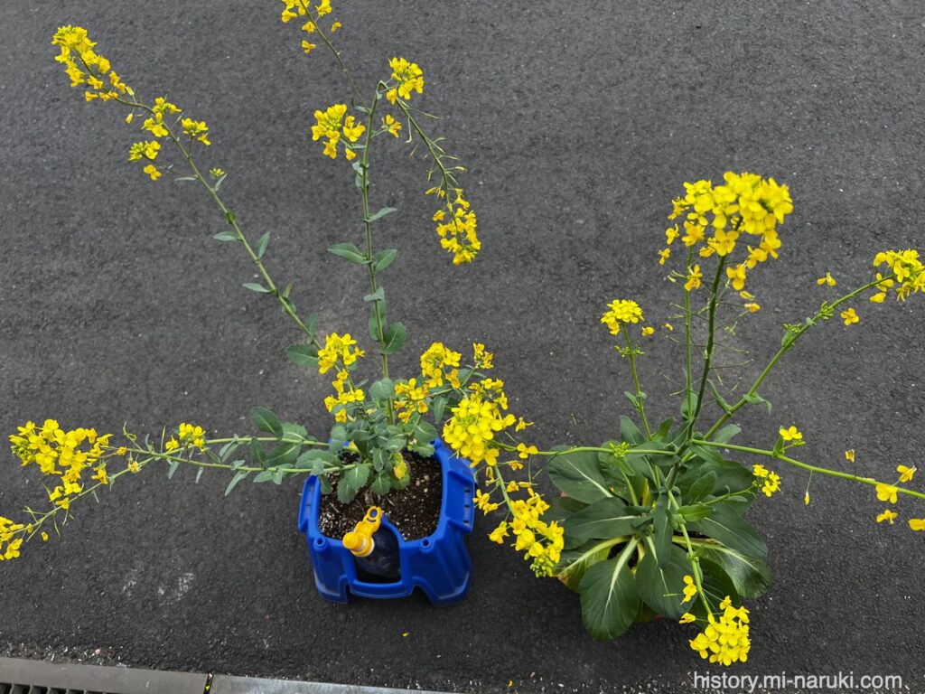 のらぼう菜と小松菜の花